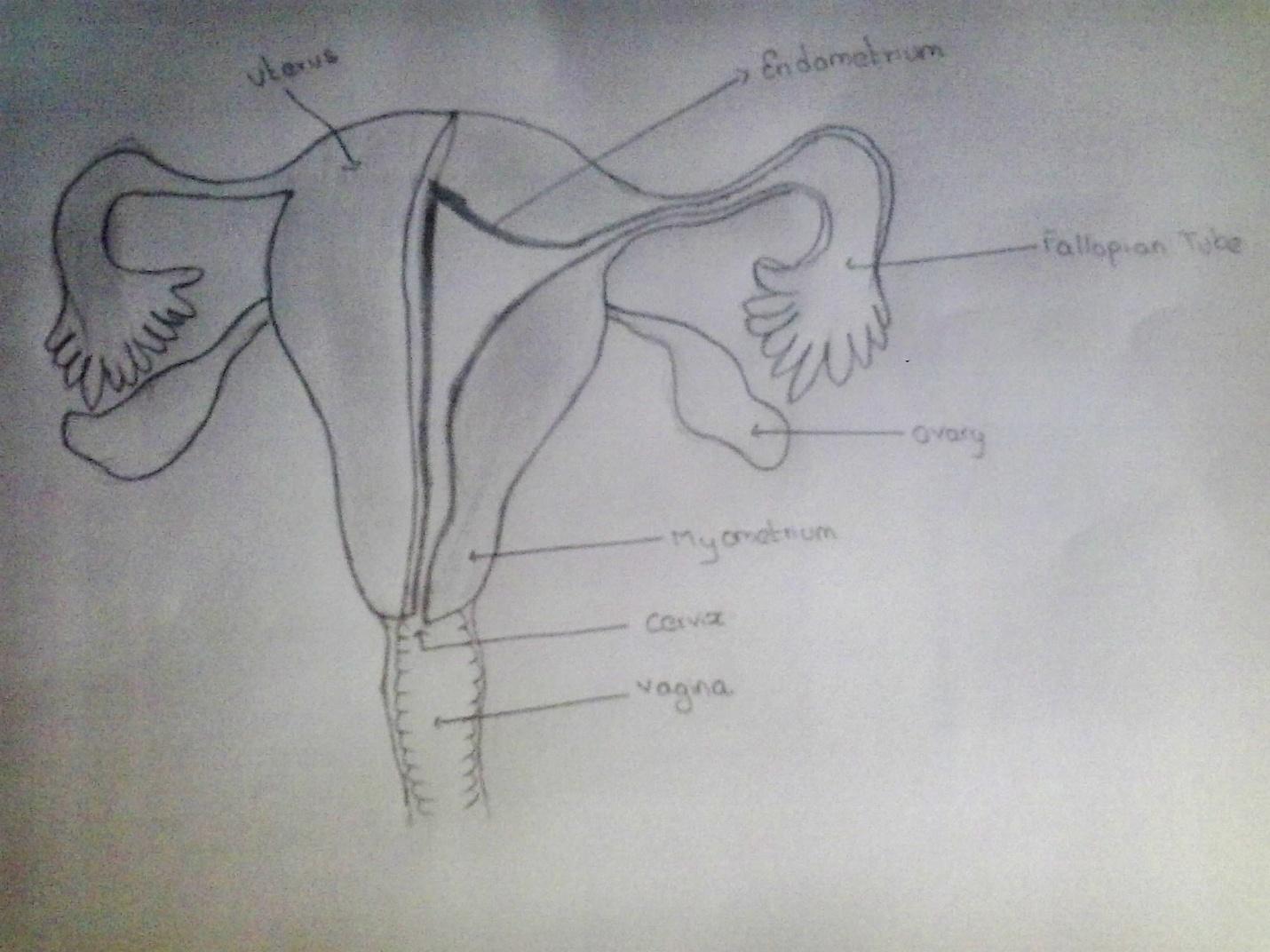 Ovary Anatomy Worksheet- Single FILLED- Digital Download Human Anatomy  Chart Anatomy Art Learning Anatomy Medical Poster Med Student