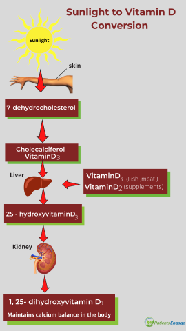 sunlight to vitamin d conversion