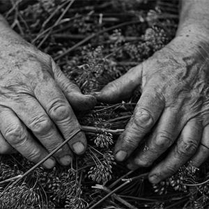 Image description: Black and white image shows an elderly persons hands on a lap