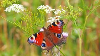 Red butterfly with spots in an open field. Image from Pixabay