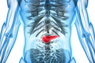   Image of Pancreas in human body  