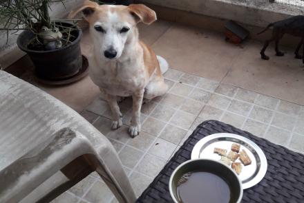 Dog waiting for biscuits and a cup of coffee on the table