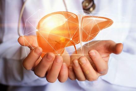 Image: Stock pic of a bright healthy liver in the hands of a medical professional